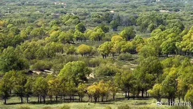 植樹造林的研究4