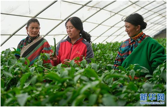 藏民福利由生產到終老3